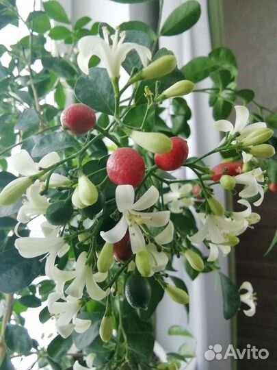 Мурайя красная метельчатая, сеянцы