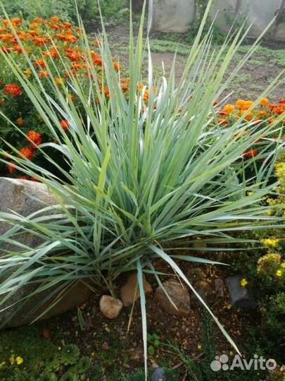 Осока декоративная голубая