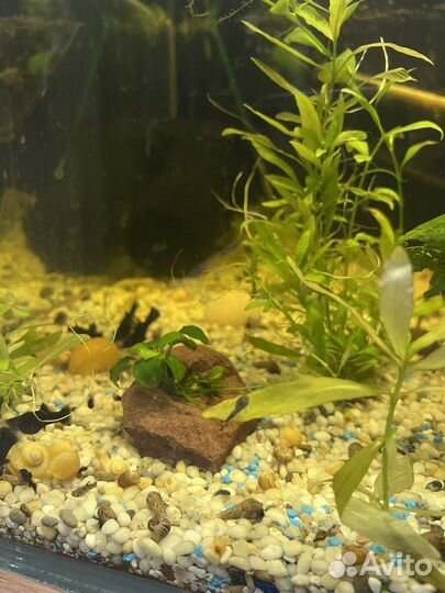 Сомики анциструсы и рыбки малинезии