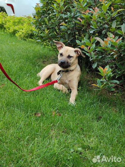 Собака в добрые руки