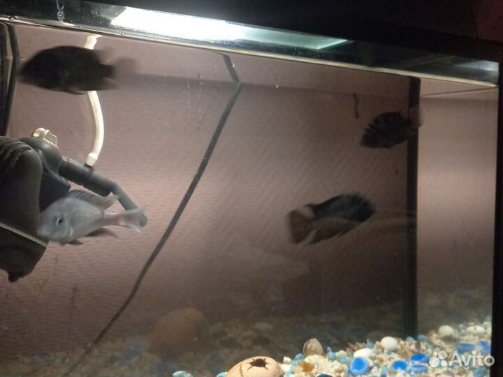 Рыбки цихлозомы