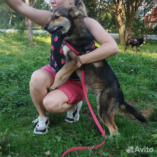 Маленькая собака в дар