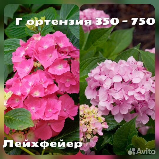 Гортензия, Почвопокровники