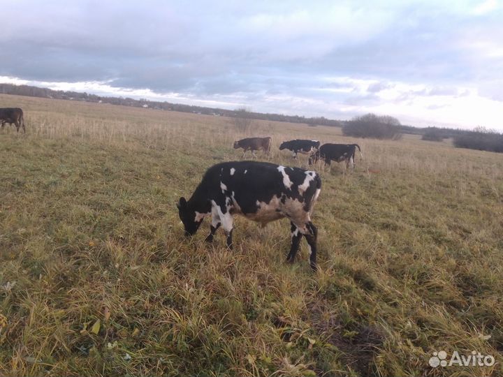 Овцы бараны ягнята, козы, телята