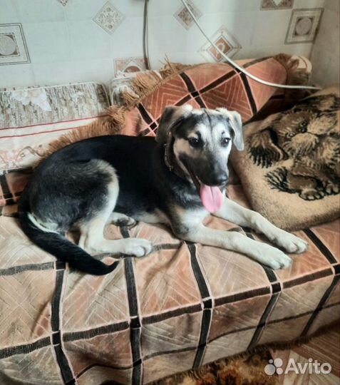 Собака в добрые руки