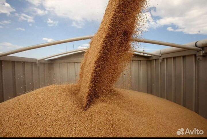 Зерно пшеница