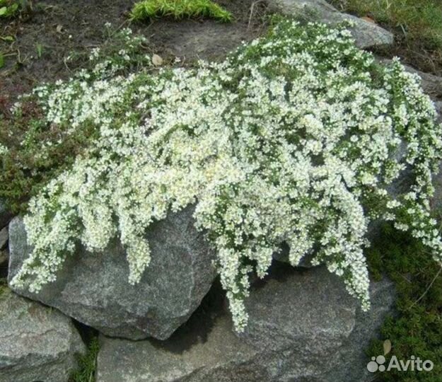 Аризема, астра вересковая