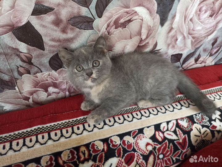 Плюшевые котята