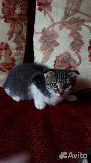 Вислоухие котята в добрые руки