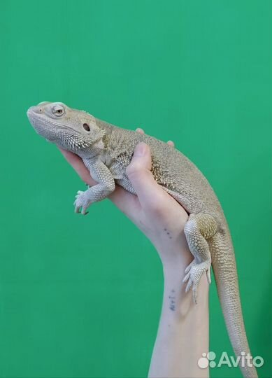 Бородатая агама Зеро
