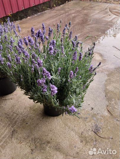 Лаванда