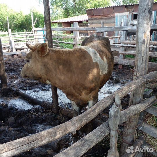 Продажа крс