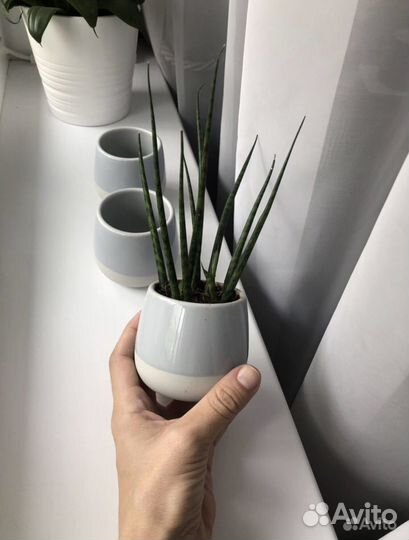 Растение IKEA суккулент в кашпо