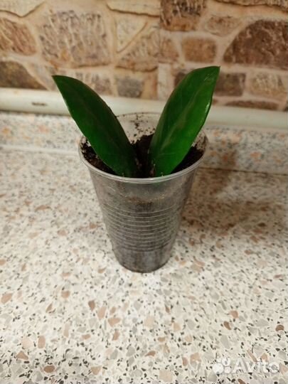 Замиокулькас