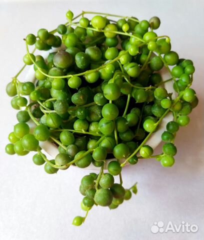 Суккуленты-Сенецио - 6 видов