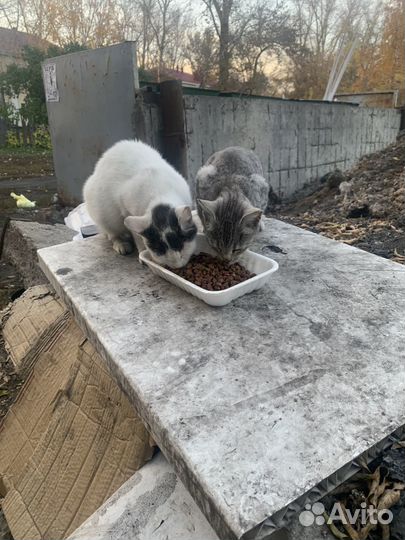 Помогите пристроить кошечек