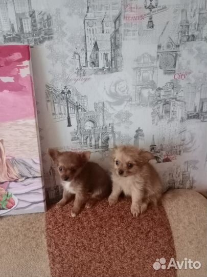 Продается собака породы чихуахуа