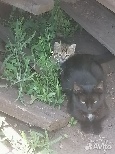 Кошечка с дач