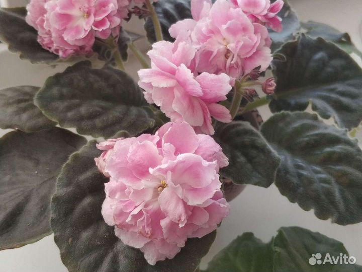 Фиалки сортовые