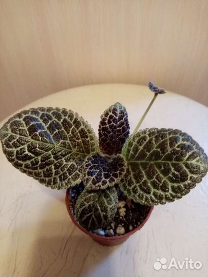 Эписция, пеперомия, мирт, гранат, фикус и др