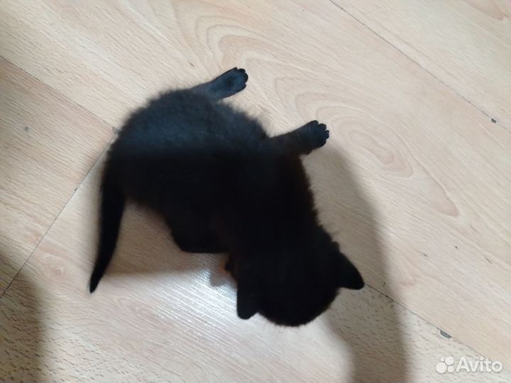 Кошки в добрые руки бесплатно