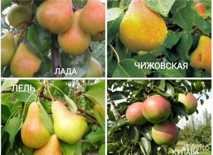 Саженцы груши