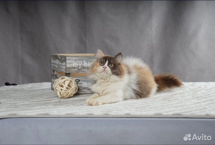 Британский котёнок Магнолия