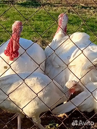 Индюки на мясо и индюшки