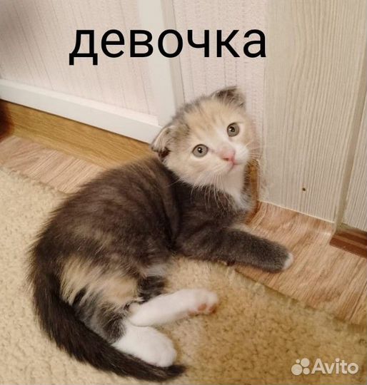 Шотландские котята