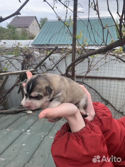 Щенки бесплатно