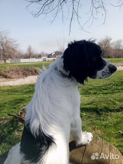 Русский спаниель