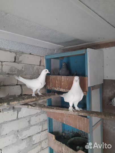 Голуби такла