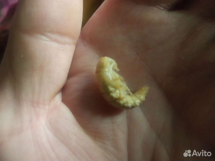 Зофобос или мучной червь