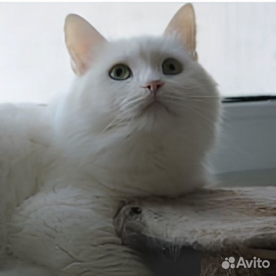 Кот Беляш в добрые руки
