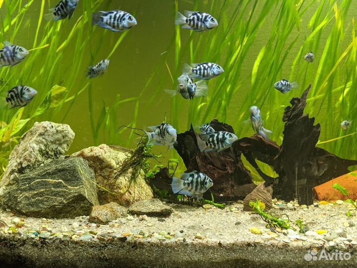 Голубая Попугай Панда (взрослые)