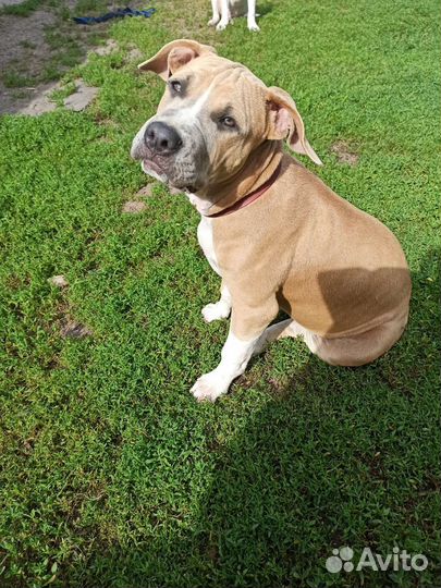 Щенки стаффорда