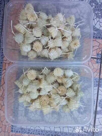 Канатник Теофраста коробочки сухоцвет