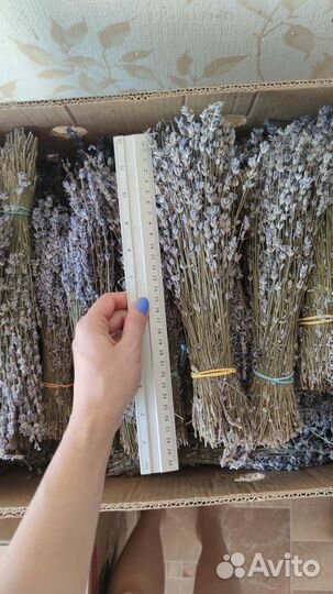 Лаванда сухоцвет