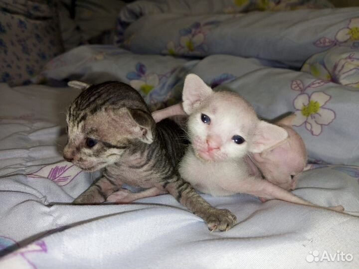 Котята сфинкс