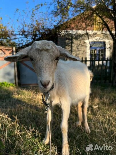 Козочка 4 месяца