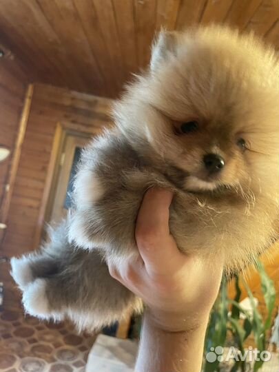 Щенки шпица