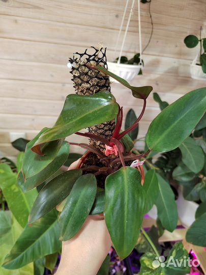 Комнатные растения и цветы