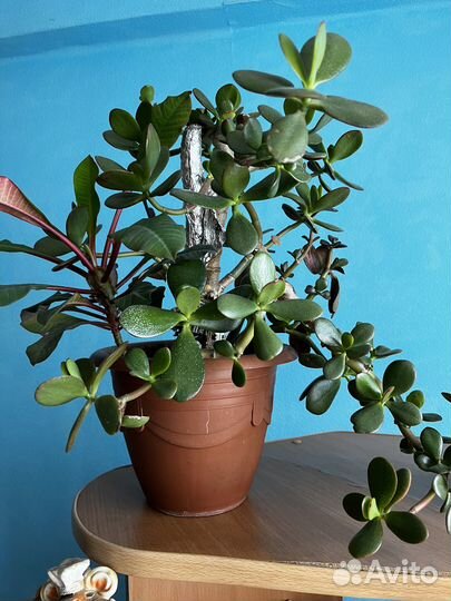 Живые цветы в горшках