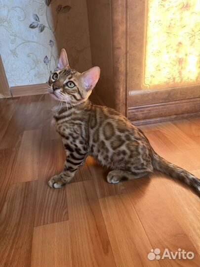 Бенгальские котята