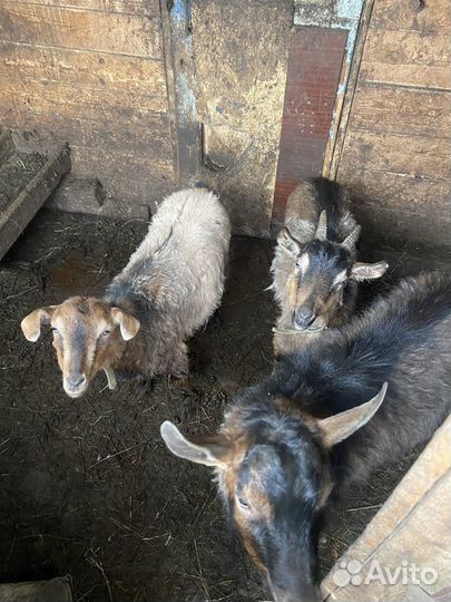 Козы и козел
