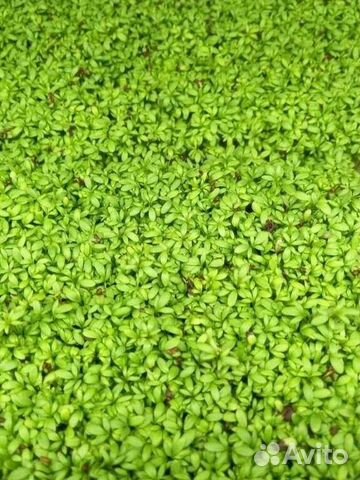 Микрозелень