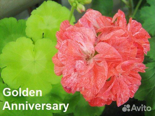 Пеларгония Golden Anniversary