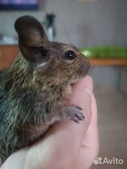 Чилийские белки дегу