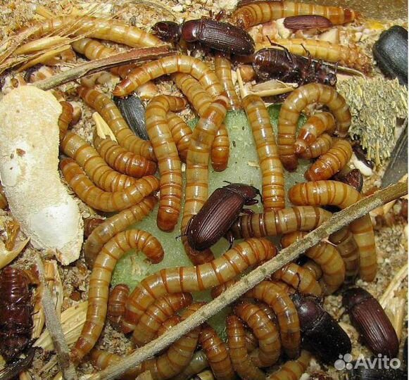 Мучной хрущ