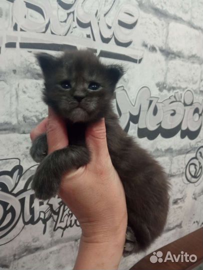 Котята мейн-кун